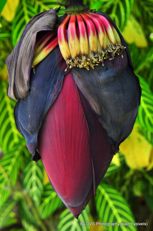 Photo:  Banana Plant Flower